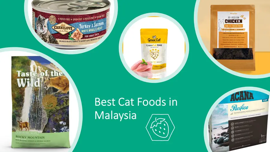 13 Best Cat Foods in Malaysia Which Put Your Cats in Heaven! image