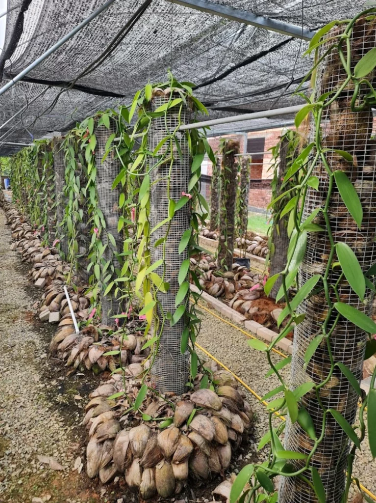 Amani Vanilla at Temerloh