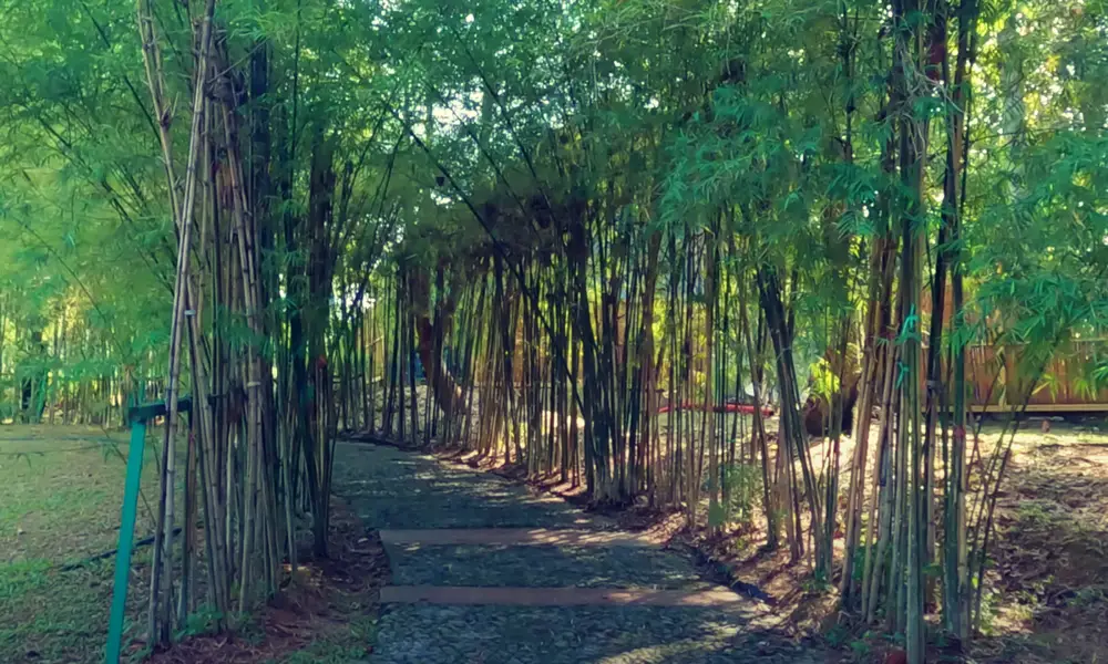 Bamboo Tree Walkway