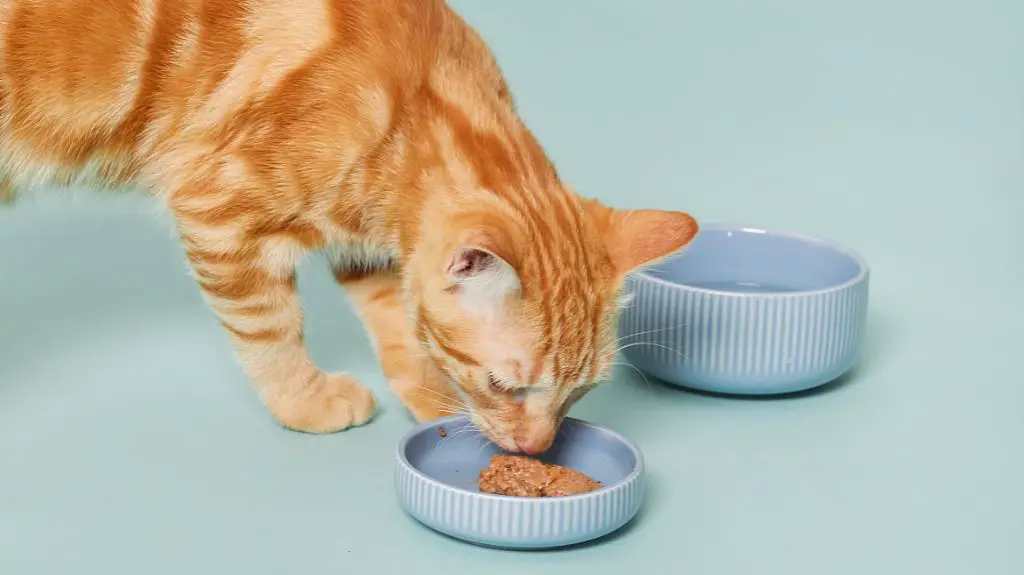 Jenis Makanan Kucing Terbaik di Malaysia