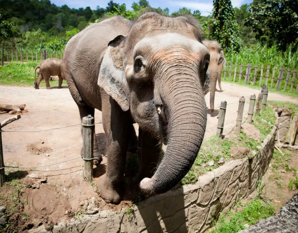Gajah pygmy Borneo