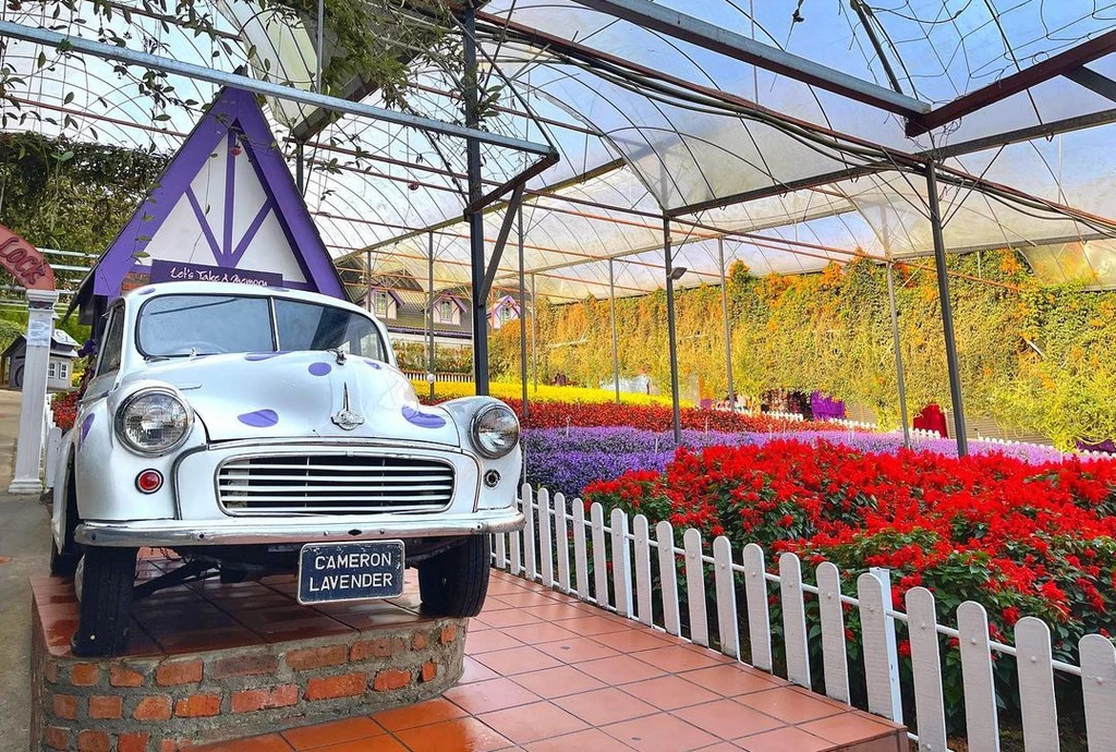 Cameron Lavender Garden Antique Cars