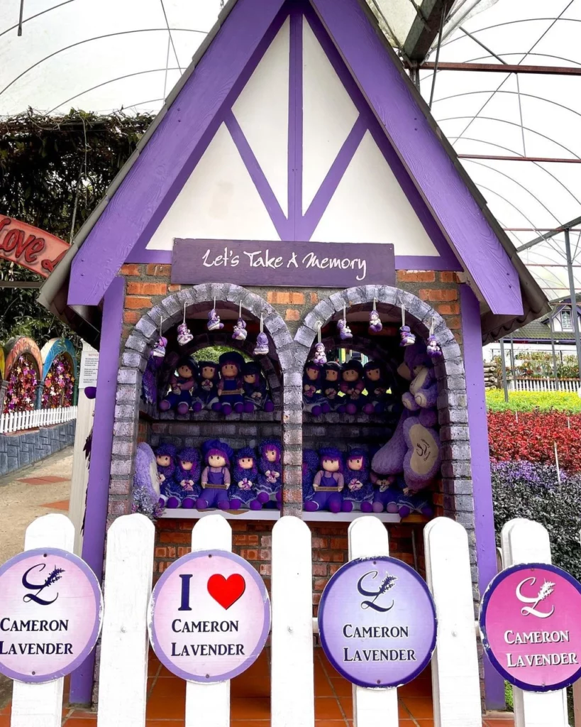 Hiasan Taman Cameron Lavender