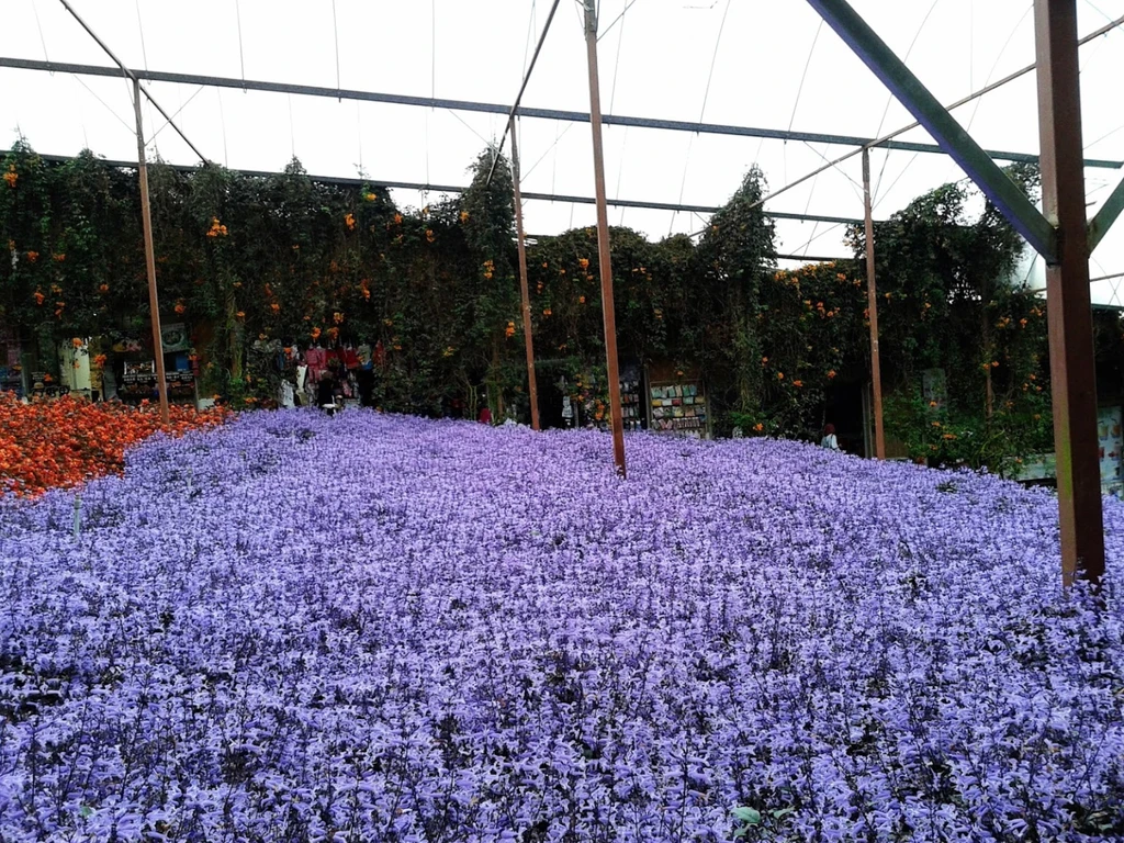 Cameron Lavender Garden Lavenders 2