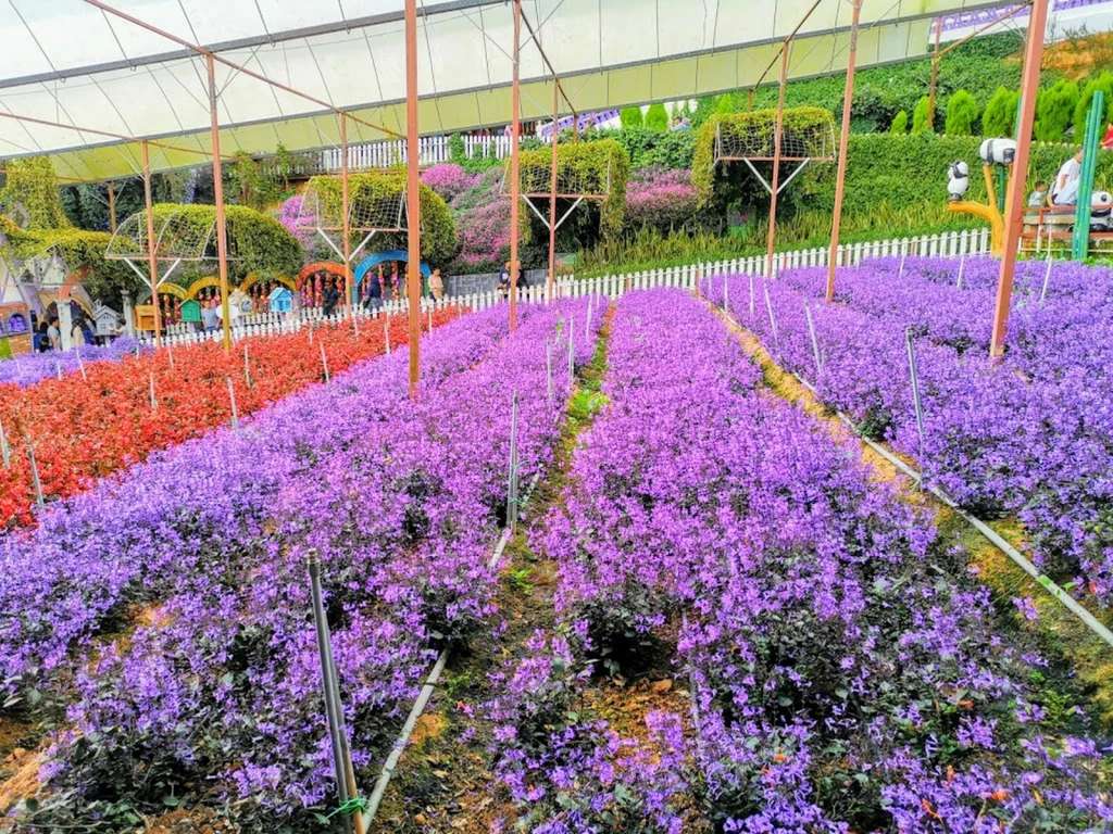 Cameron Lavender Garden Lavenders