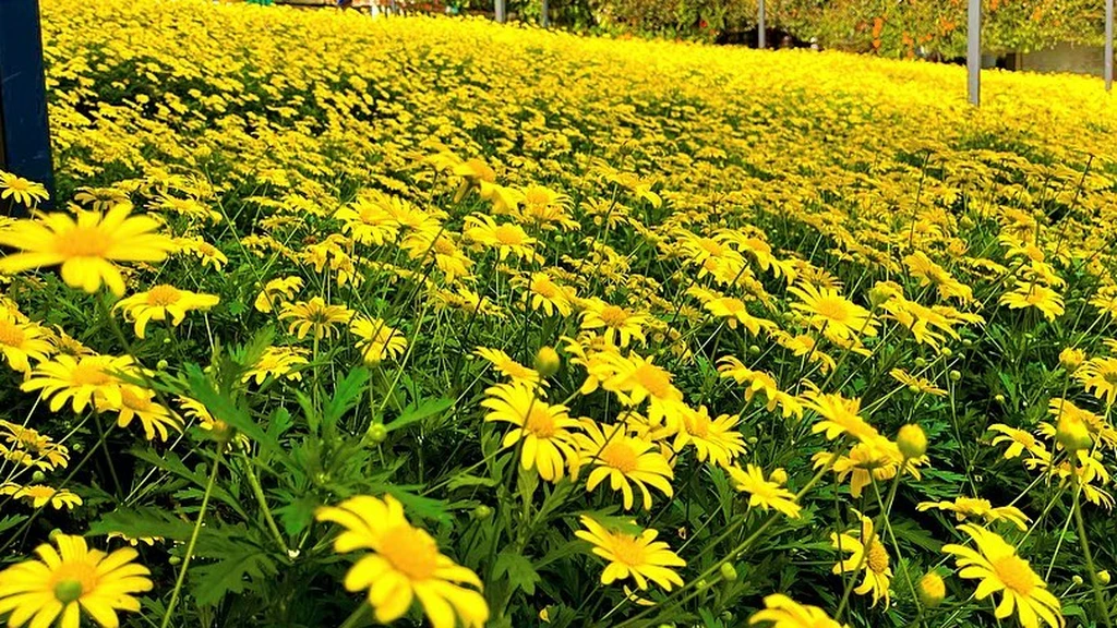 Taman Lavender Cameron Bunga Lain