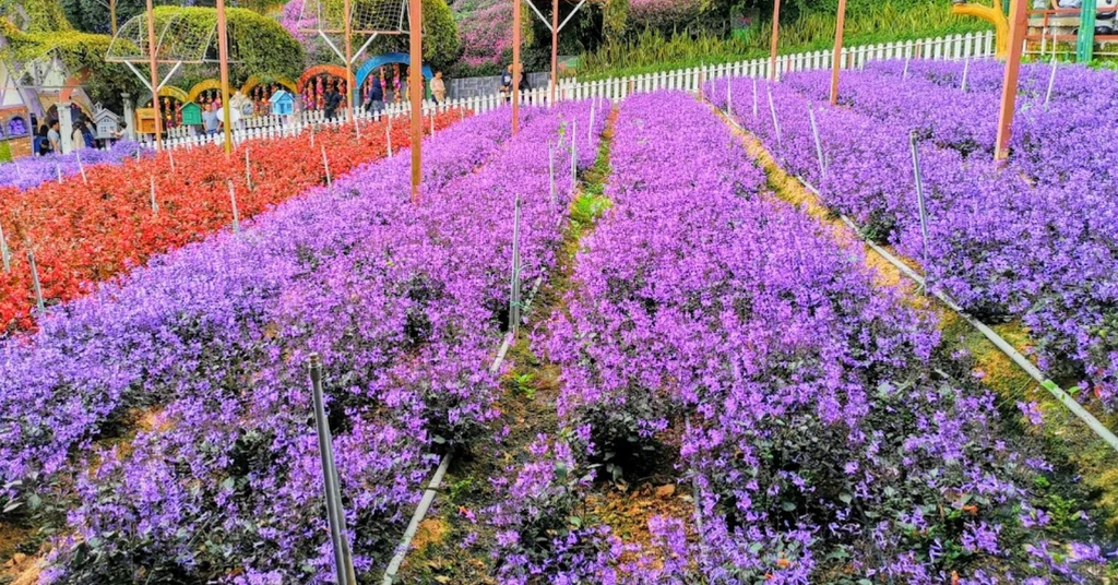 Harga Tiket Cameron Lavender Garden & Tarikan. Sesuai Untuk Keluarga