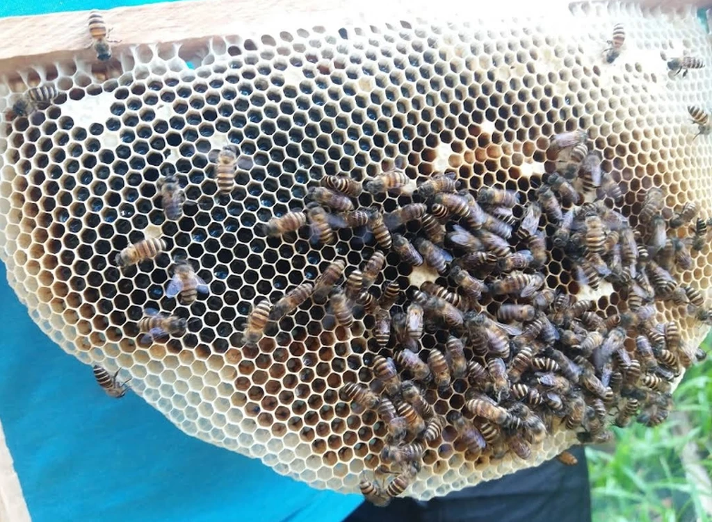 Gombizau Honey Bee Farm 2