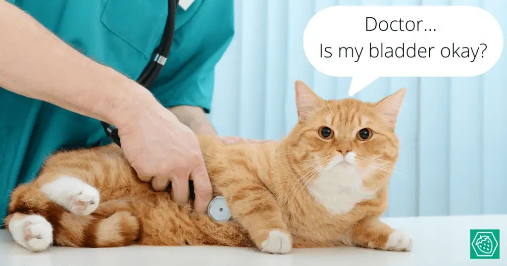 How to Keep Your Cat's Bladder Healthy 