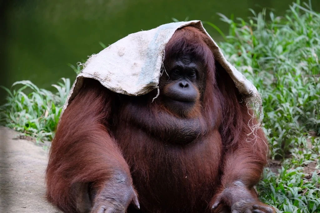 Taman Hidupan Liar Lok Kawi