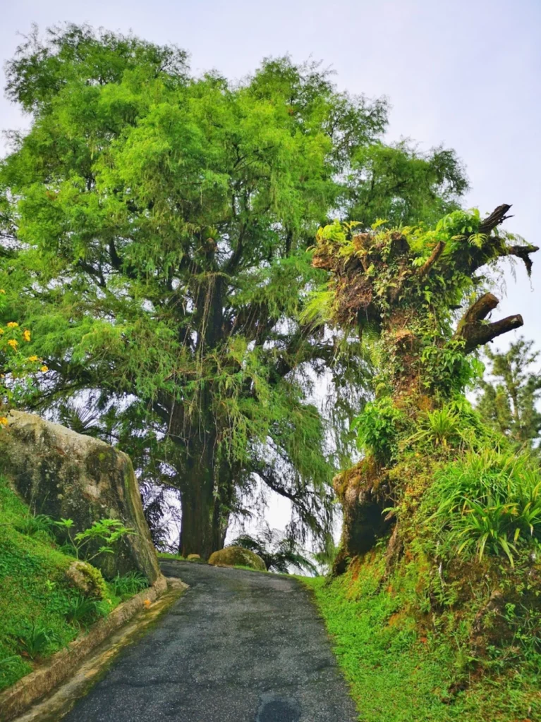 Bukit Maxwell di Taiping 2