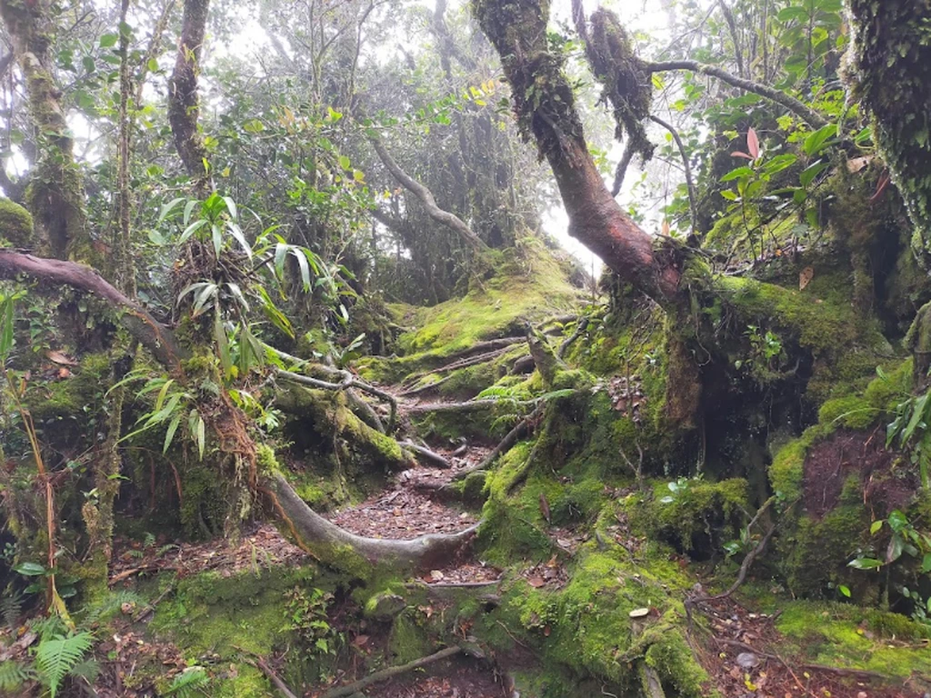 Hutan Berlumut