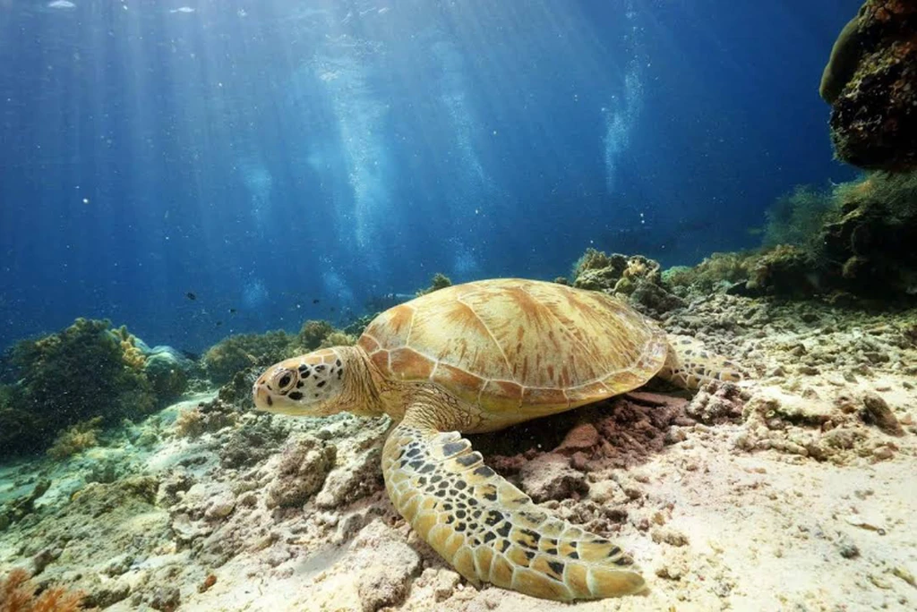 Scuba Diving at Pulau Sipadan