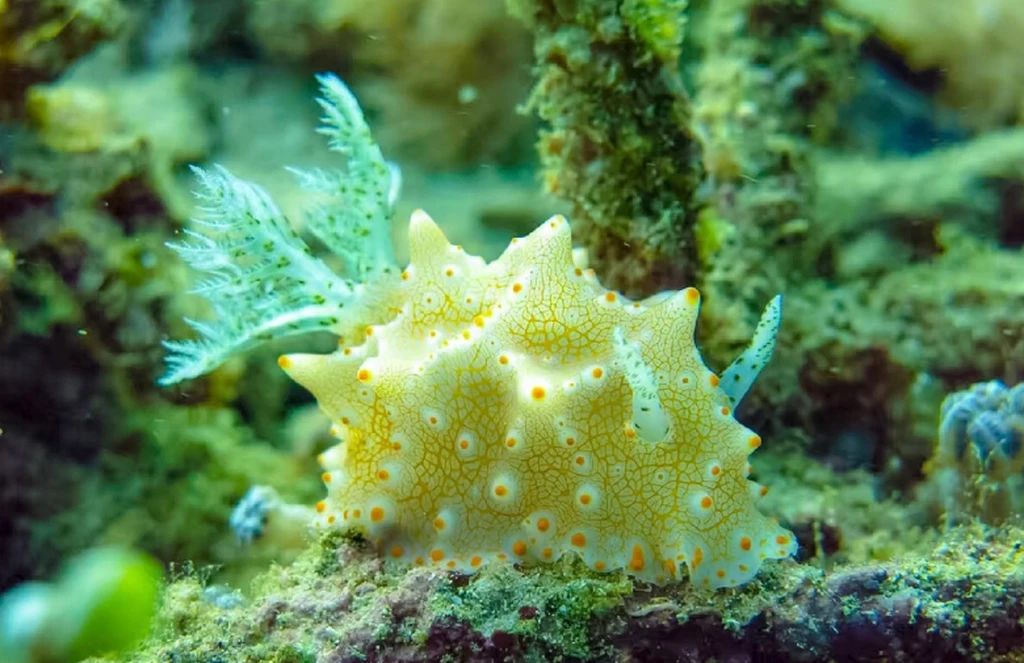 Scuba diving at Pulau Sipadan 2