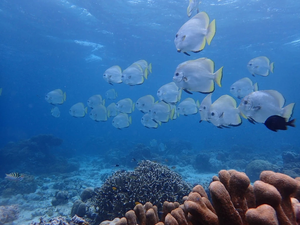 Scuba diving at Pulau Sipadan 3