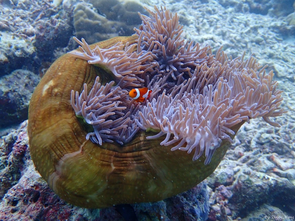 Scuba diving at Pulau Sipadan 4