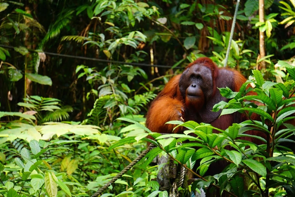 Semenggoh Nature Reserve