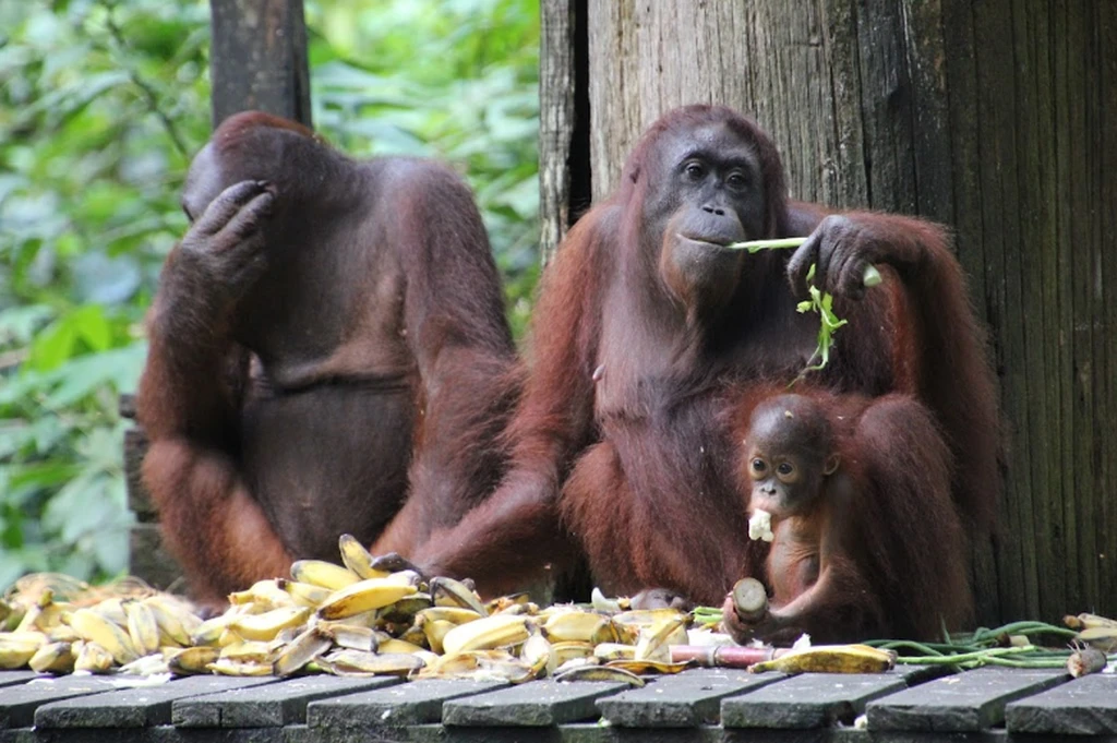Sepilok Orangutan Rehabilitation Centre Pusat Pemuliharaan Orang Utan Sepilok