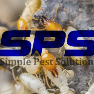 Simple Pest Solution Image