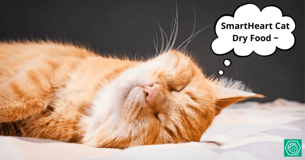 Let’s Make Your Cat Healthier with SmartHeart!
