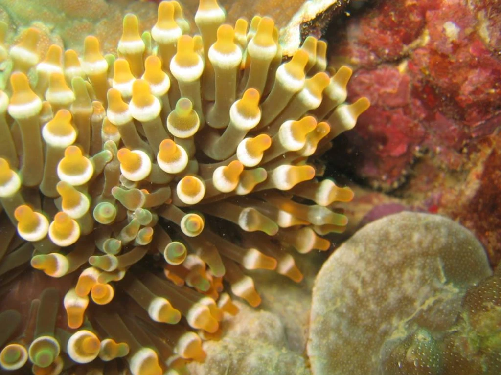 Snorkel Tunku Abdul Rahman Marine Park