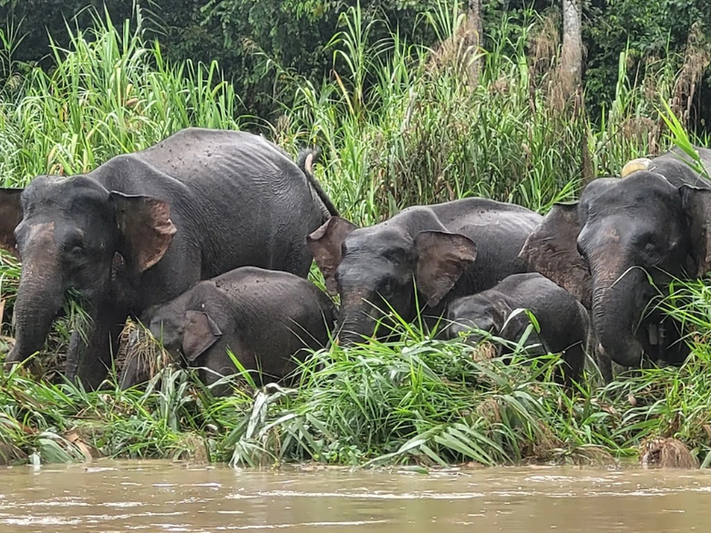 Sungai Kinabatangan Sungai Kinabatangan 2