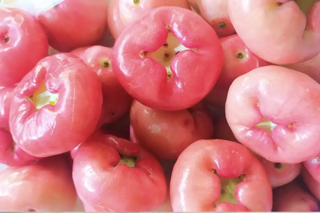 10. Jambu Air (Water Apple/Rose Apple/Bell Fruit)